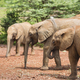 Baby Elephants in Nairobi, Kenya - PhotoDune Item for Sale