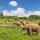 Baby Elephants in Nairobi National Park, Kenya - PhotoDune Item for Sale