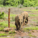 Walking Baby Elephants in Nairobi, Kenya - PhotoDune Item for Sale