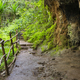 Karura Forest Trail in Nairobi, Kenya - PhotoDune Item for Sale