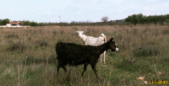 Goats in a Field