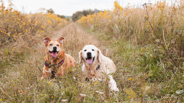 Happy ginger mixed breed and golden retriever dogs wearing red harness lying on yellow autumn grass.