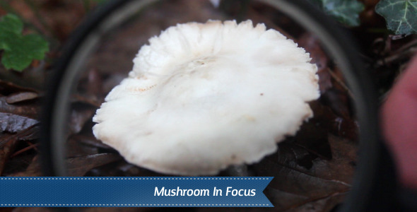 Mushroom In Focus alt
