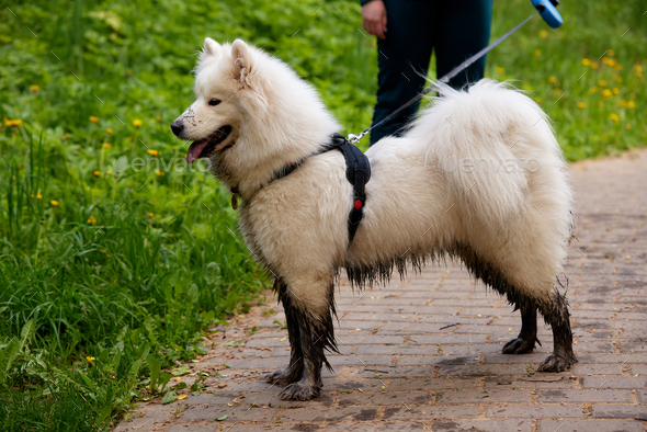 Fluffy white samoyed dog for a walk in the park with his owner. The dog has dirty paws after running