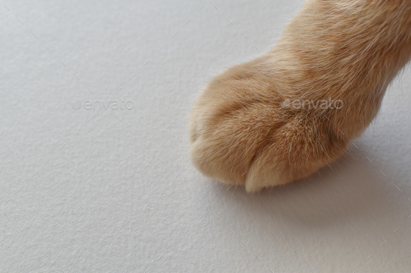 Ginger cat paw on paper background.