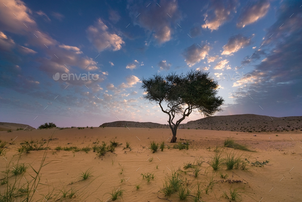 Beautiful shoot of a tree in Qatar Desert Stock Photo by wirestock