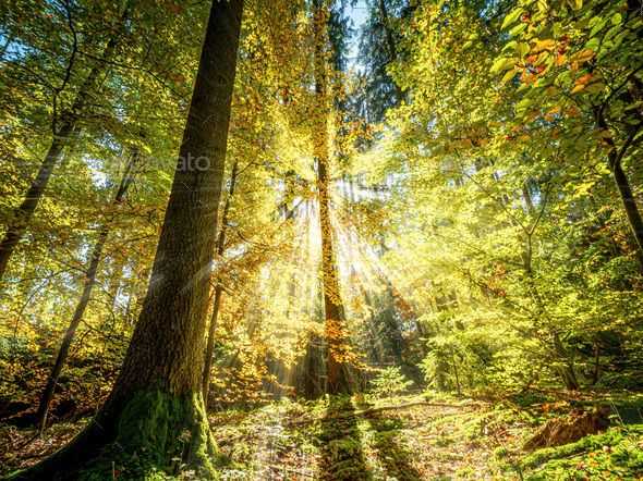 Golden October Forest Sun Light Beams