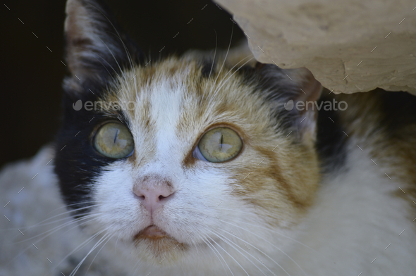 Cute cat looking angry with green eyes sitting on table. Maine c - Stock  Image - Everypixel