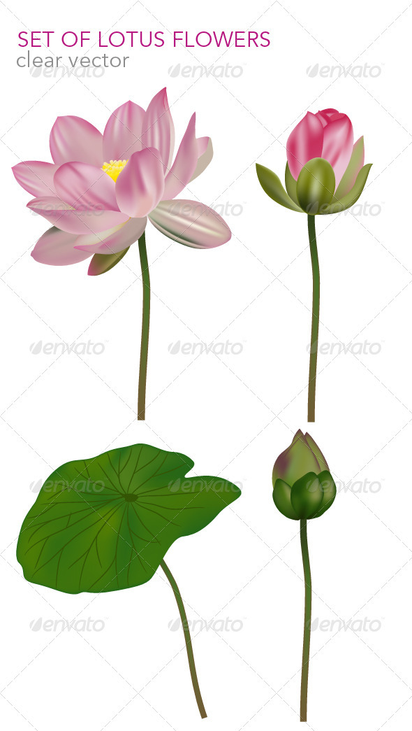 Set of lotus flowers ( vector base ) - Flourishes / Swirls Decorative