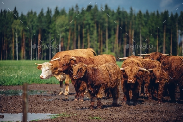 Herd of brown bulls walking through a road in the field on a gloomy day