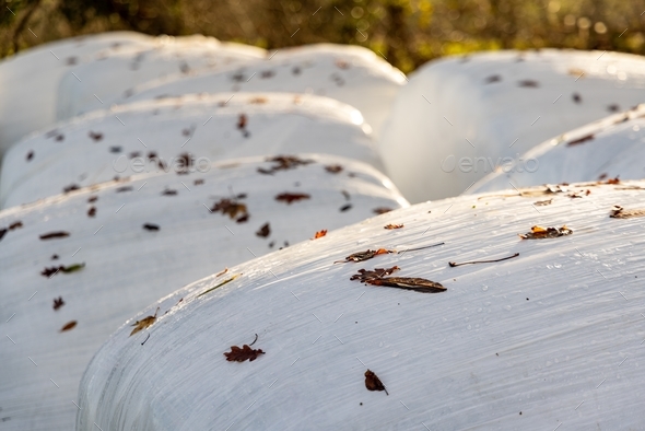 Bales of hay wrapped in film on an empty pasture close-up Stock Photo