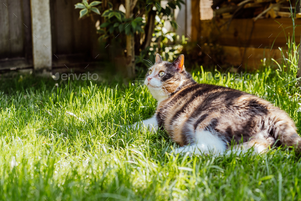 Funny multicolor pleased, well-fed cat lying on the green grass and watching the birds in the garden
