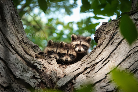 Three baby raccoons peering down from their treetop home.