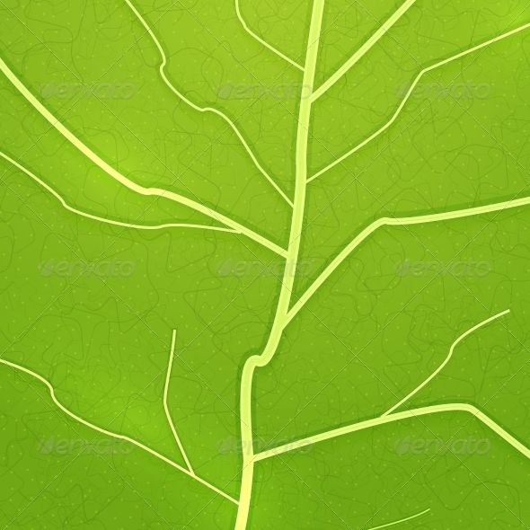 Vector Fresh Green Leaf Texture - Flowers & Plants Nature