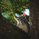 Closeup of a grey squirrel’s face with birdseed in its mouth. - PhotoDune Item for Sale