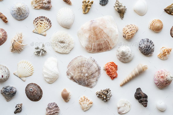 Seashells collection. Summer nautical composition of sea shells. Stock  Photo by zhenny-zhenny