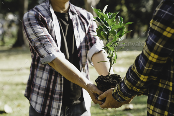 Two men planting a tree concept of world environment day planting forest, nature, and ecology A youn