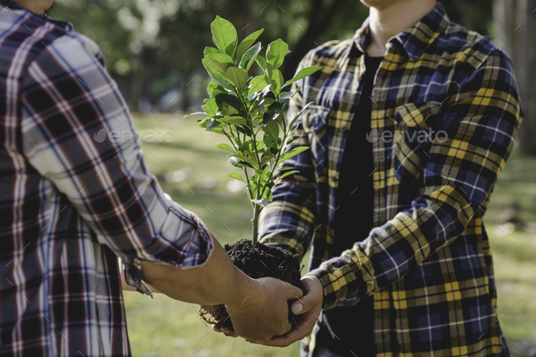 Two men planting a tree concept of world environment day planting forest, nature, and ecology A youn