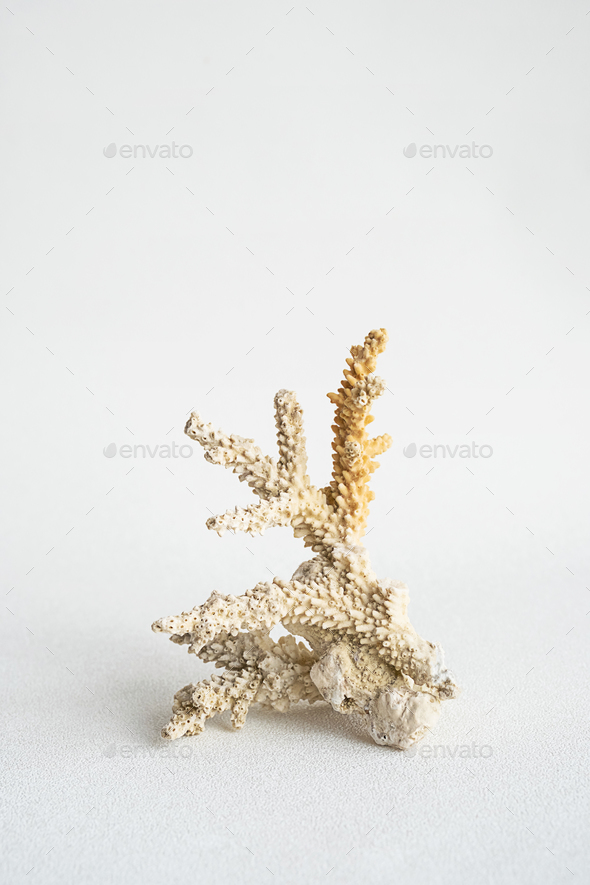 Coral aesthetic. Minimalistic still life of coral.