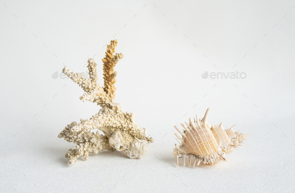 Seashells aesthetic. Coral and sea shell minimalistic still life.