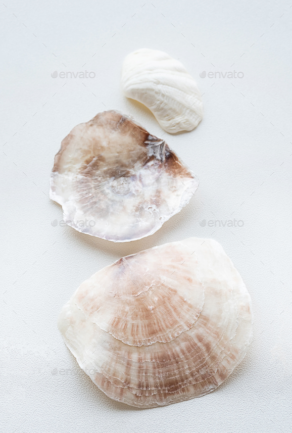 Seashells aesthetic. Minimalistic still life of sea shells.