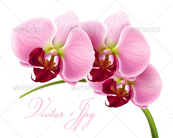 Orchid flower - 100% vector + jpg - Flowers & Plants Nature