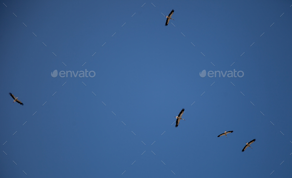 A flock of storks on a background of blue sky. Four birds fly in the clouds. Stork isolated. Big