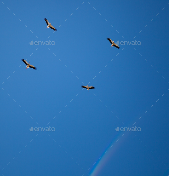 A flock of storks on a background of blue sky. Four birds fly in the clouds. Stork isolated. Big