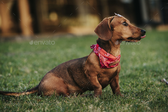 Side view of a cute brown dwarf dachshund with a stylish scarf on its neck playing in a park