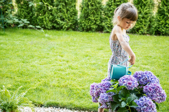 Hydrangea Girl