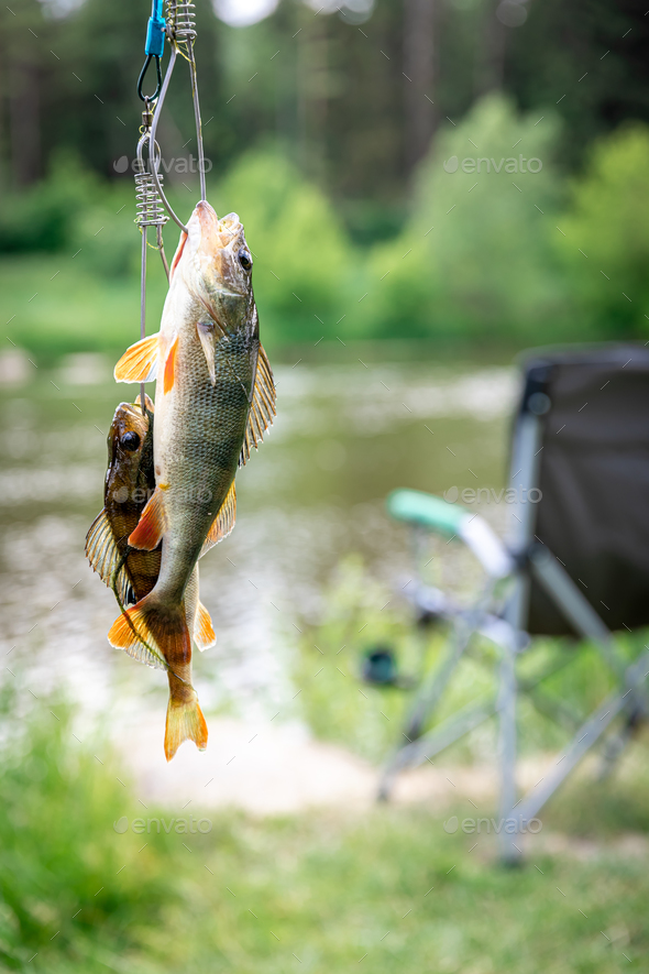 Perch on fishing-rod on a blurred lake background. Stock Photo by