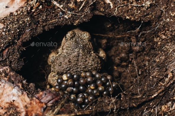 High angle shot of a brown frog laying eggs in a hole in the muddy ground