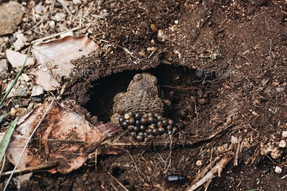 High angle shot of a brown frog laying eggs in a hole in the muddy ground