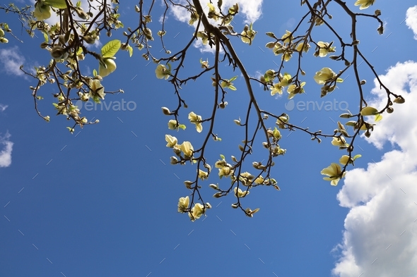 magnolia tree branch