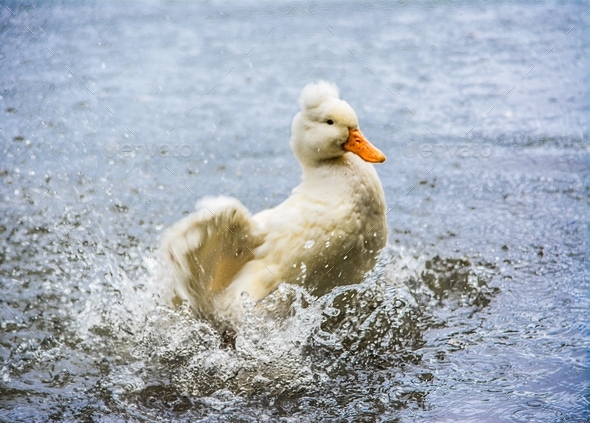 Closeup shot of a duck flapping its wings while swimming in the water ...