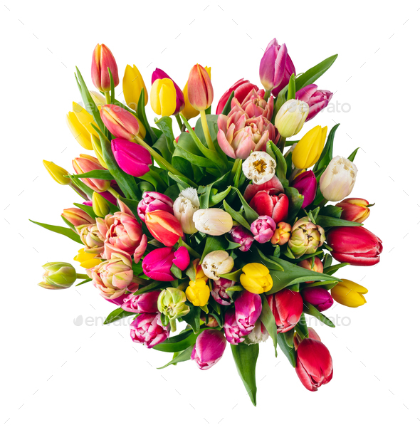Tulip flower bouquet isolated on white background Stock Photo by photocreo