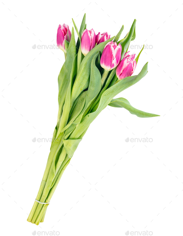 Tulip flower bouquet isolated on white background Stock Photo by photocreo