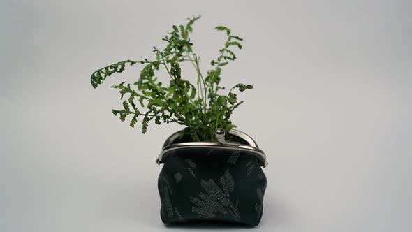 Green Plant Growing From Purse, Growing Money Concept