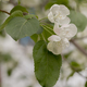 Branches of blossoming apple tree macro with soft focus background. Easter and spring cards. - PhotoDune Item for Sale