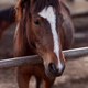 Beautiful portrait of a brown horse in paddock - PhotoDune Item for Sale