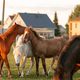 Beautiful horses graze in the pasture near the village in the summer in the rays of the setting sun - PhotoDune Item for Sale