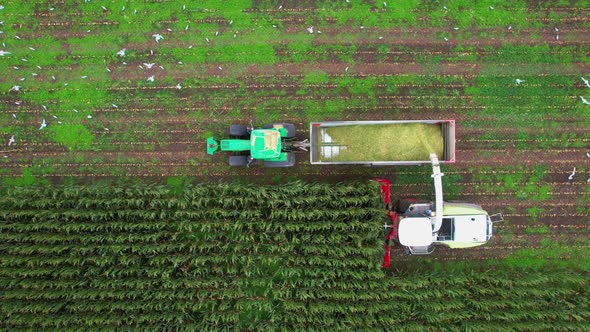 De tijd van het jaar ,Mais kneusen Nederland alt