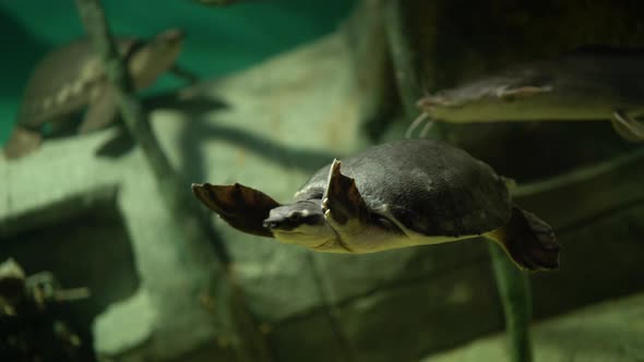 Swimming Turtle in Big Aquarium alt