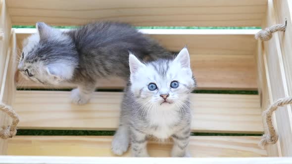 Cute British Kittens Sitting In Wood Box alt