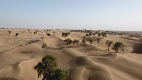 Hema Desert, Trees, Drylands And Red Dunes, Sultanate Of Oman alt