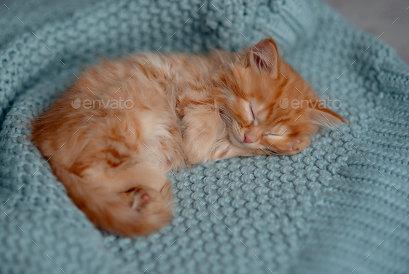 cute ginger kittens
