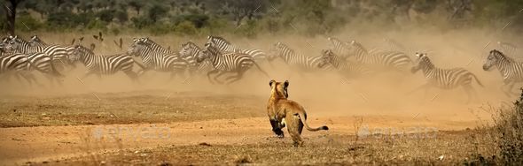 Lion running with other zebras in the distance