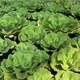 Aquatic plant, water lettuce (Pistia stratiotes), grown in a fish pond  - PhotoDune Item for Sale