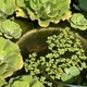 Aquatic plant, water lettuce (Pistia stratiotes) grown in a fish pond  - PhotoDune Item for Sale