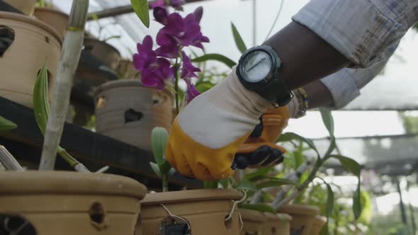 Hand pruning violets flowers with petals alt